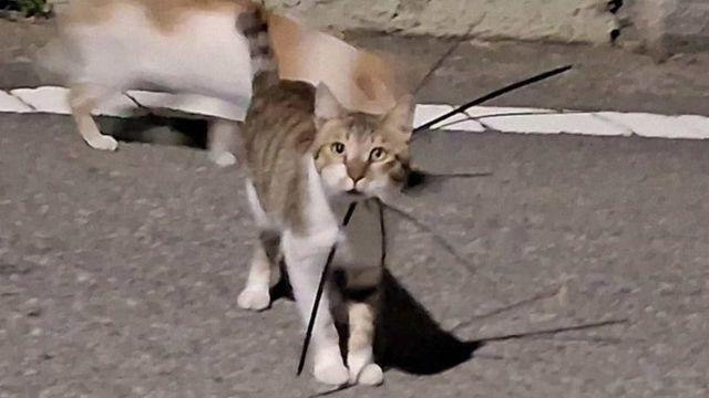 “장난으로 넘어갈 수 없는 강력 범죄”… 여수에서 목 졸린 고양이들 발견, 무슨 일?