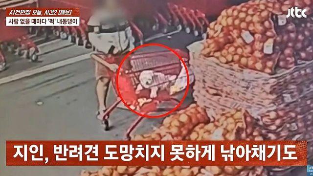 3년 알고 지낸 지인에게 강아지 맡겼는데… CCTV에 찍힌 '소름 끼치는 행동'