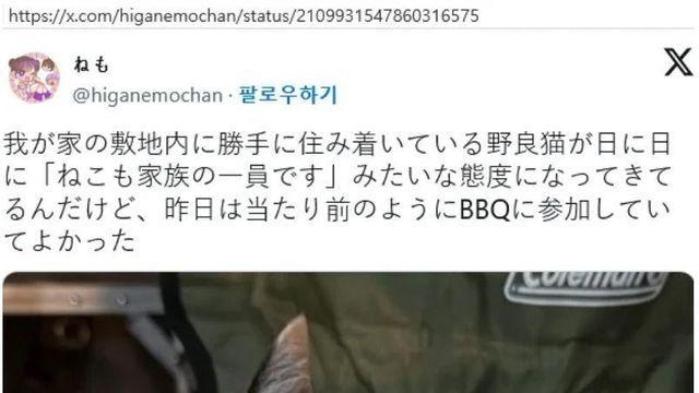 일본 트위터에서 좋아요 대박난 뻔뻔한 길고양이