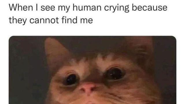 자신을 애타게 찾고 있는 집사를 본 냥이