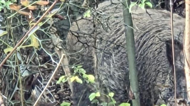 사람 자주 다니는 장소인데…대전 도심서 갑자기 발견된 120㎏ '위험 동물'