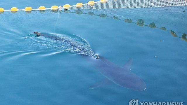 이틀째 안 보이던 '부캉이' 부산항 항만서 건강하게 유영