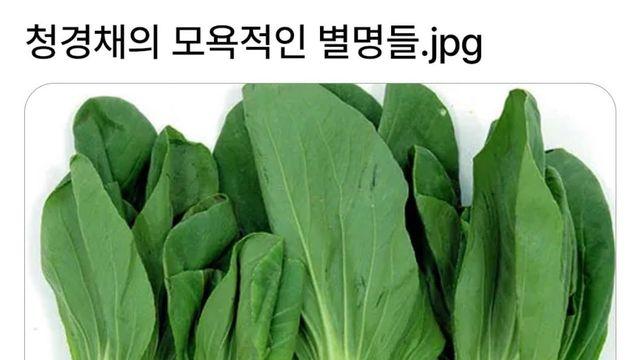청경채의 모욕적인 별명들.jpg