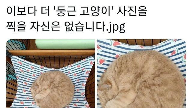 둥근 고양이.jpg