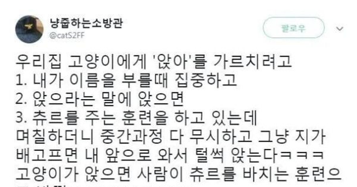 샴 고양이 머리에 …