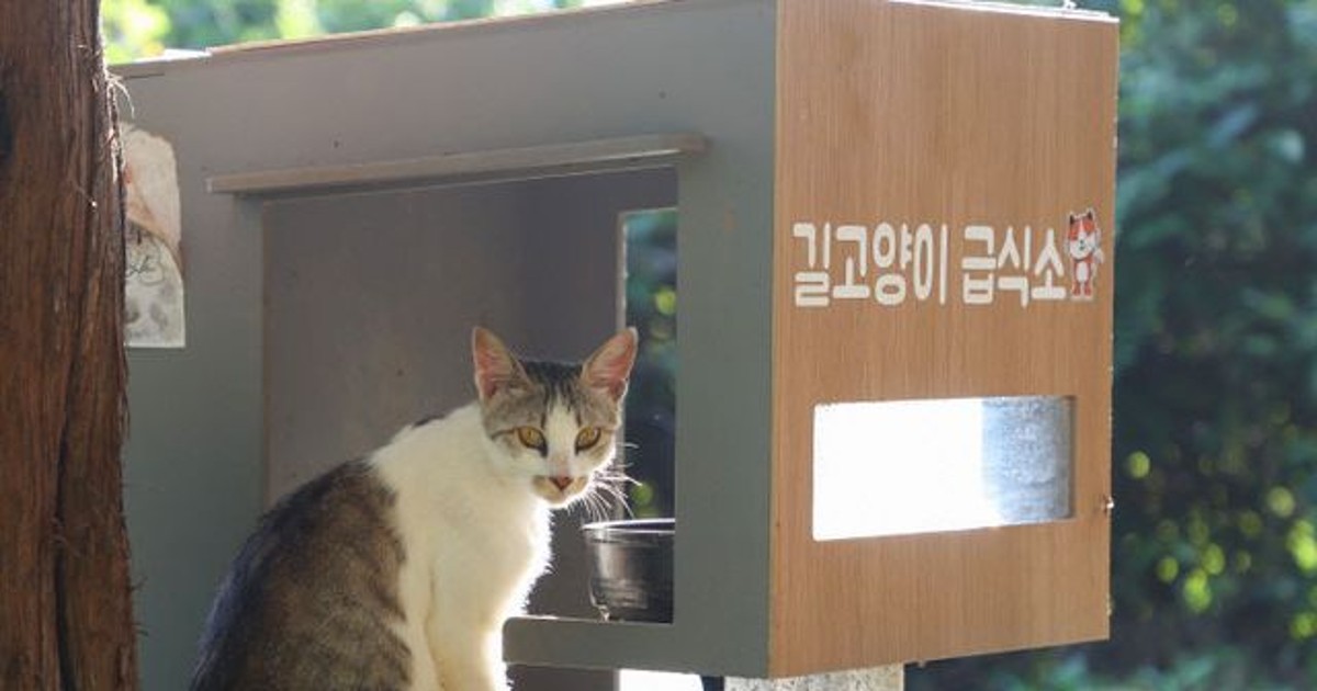 충주 아파트 길고양이 급식소 갈등 ‘해법은 공존’