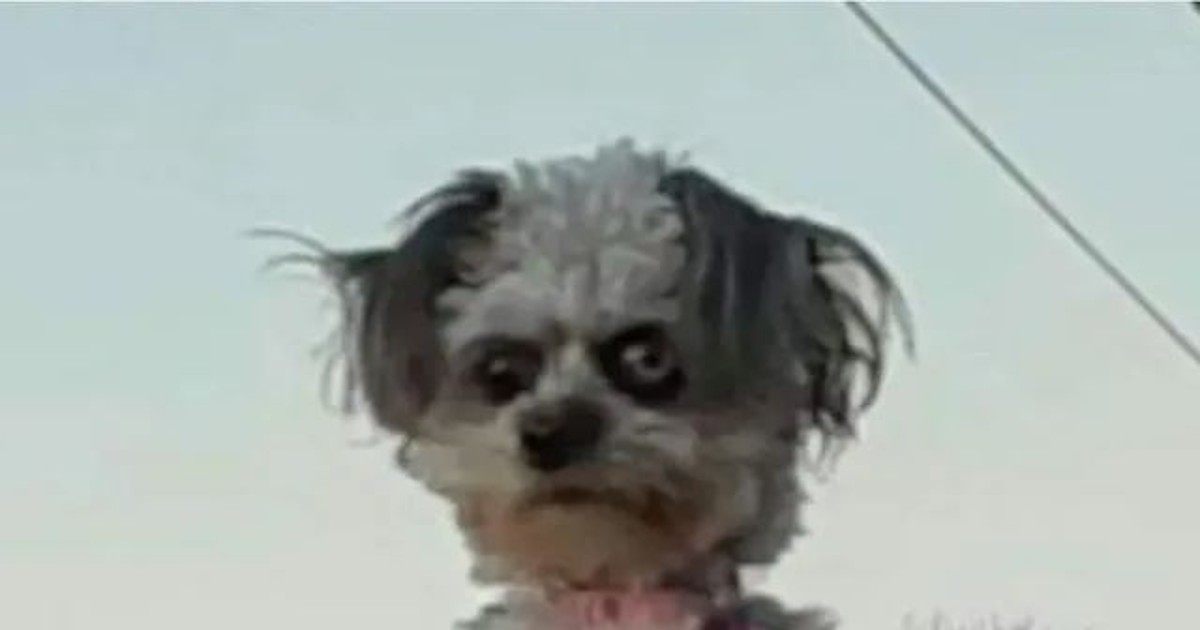 빌런 처럼 생겨서 유명해진 댕댕이,,