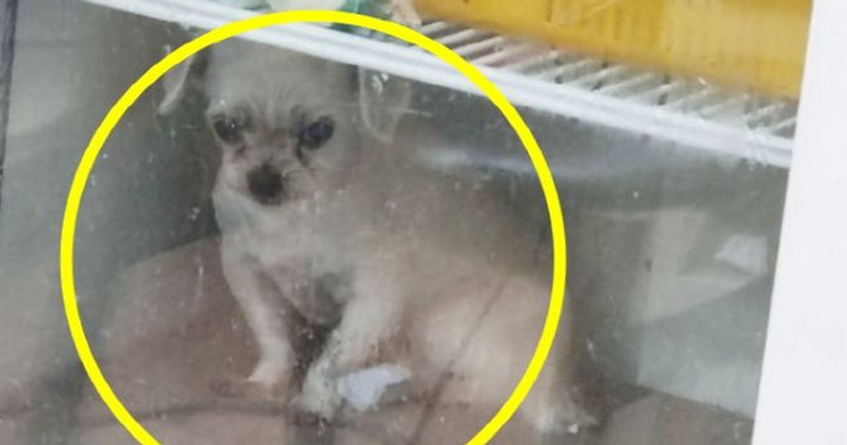 냉장고 속 덜덜 떠는 강아지? “아플