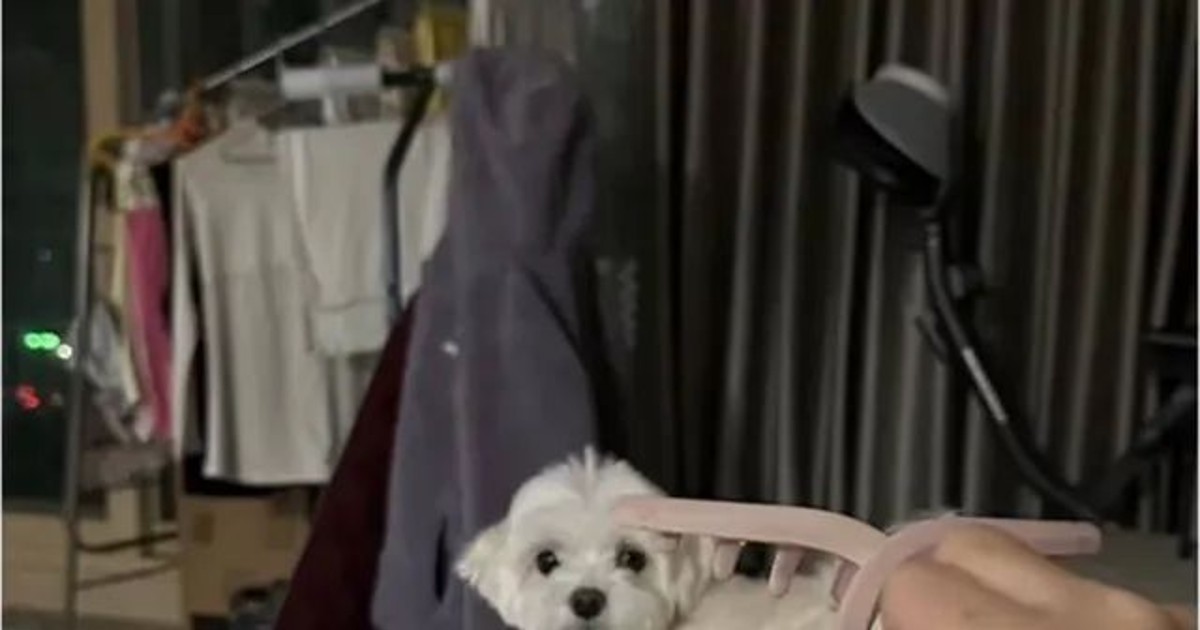 이거 무서워 하는 강아지 많다구 함,,