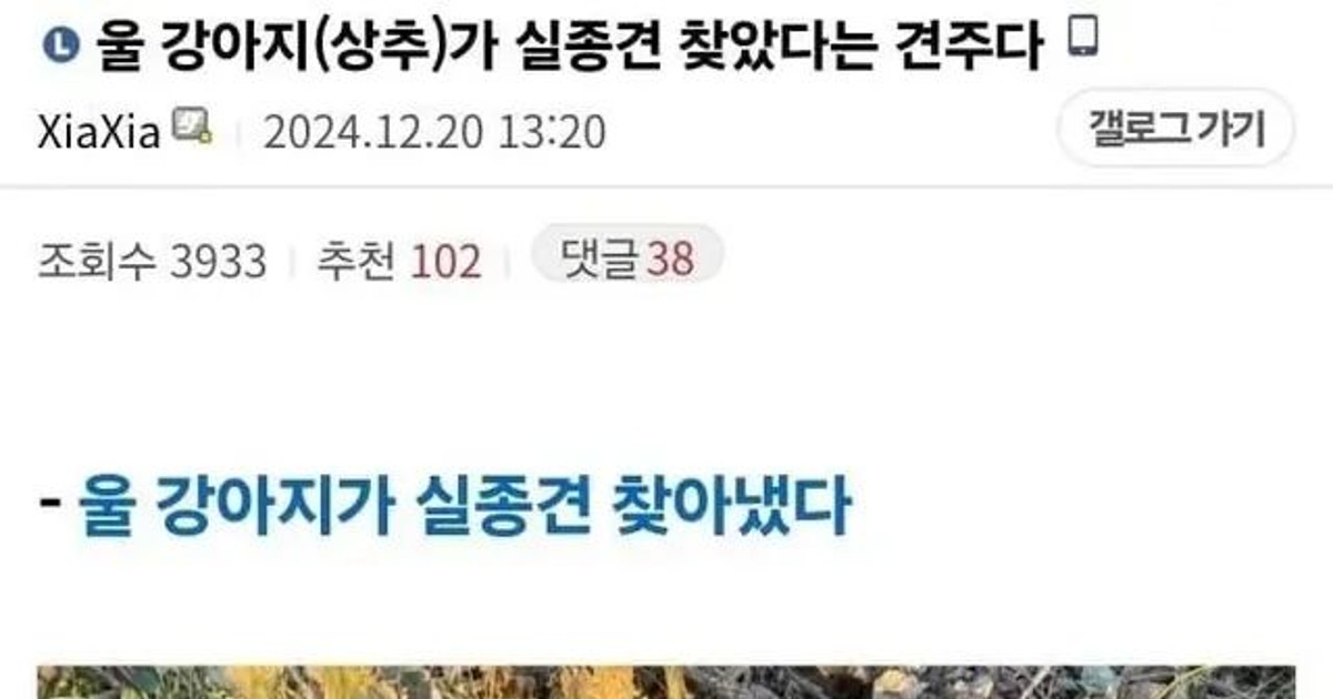 [스압] 강아지가 실종견 찾음,,