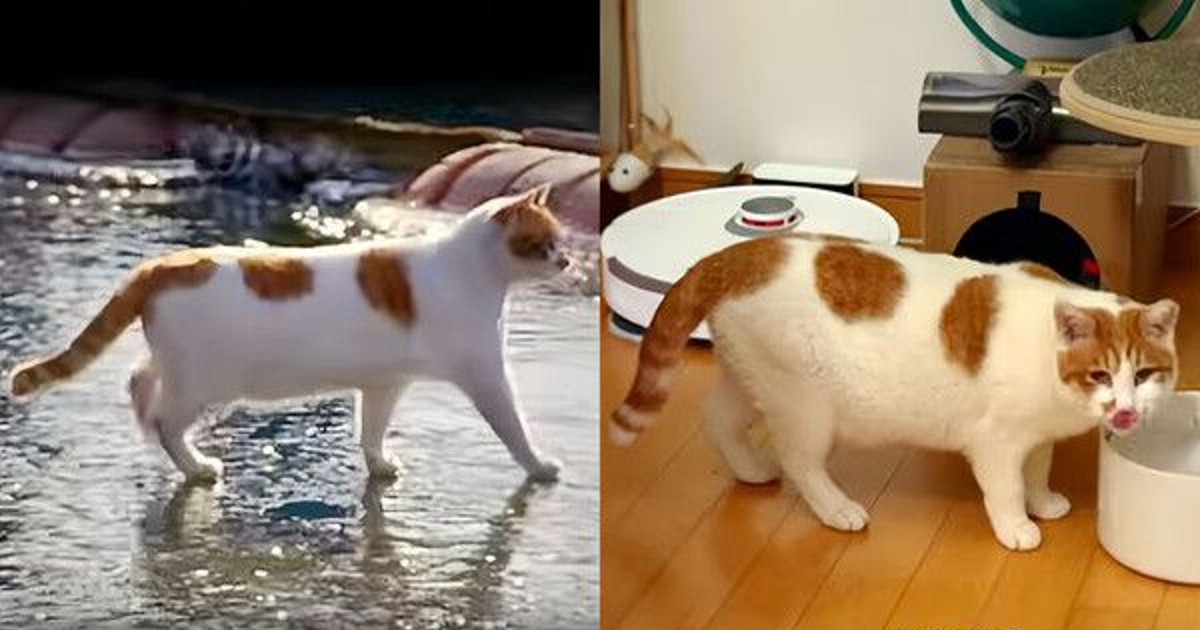 꽁꽁 얼어붙은 한강 위 그 고양이