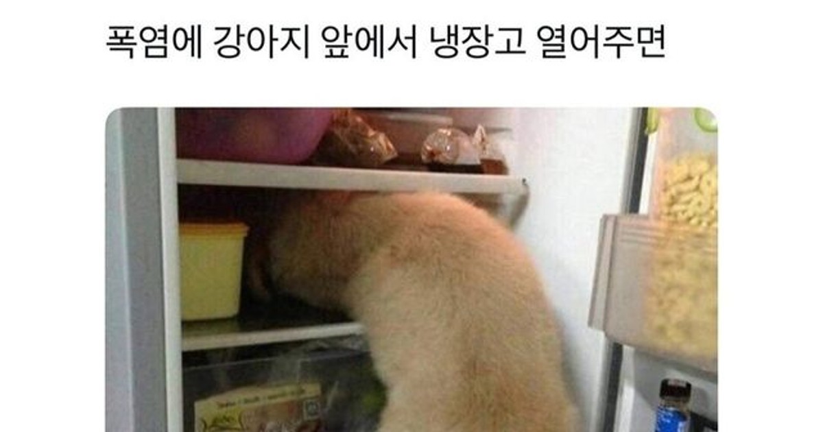 너무 더웠던 시골 강아지