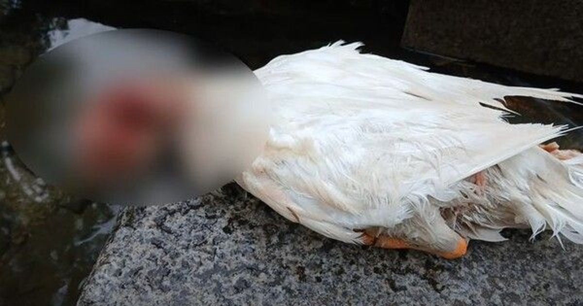10대가 던진 돌에 눈 잃은 삼성천