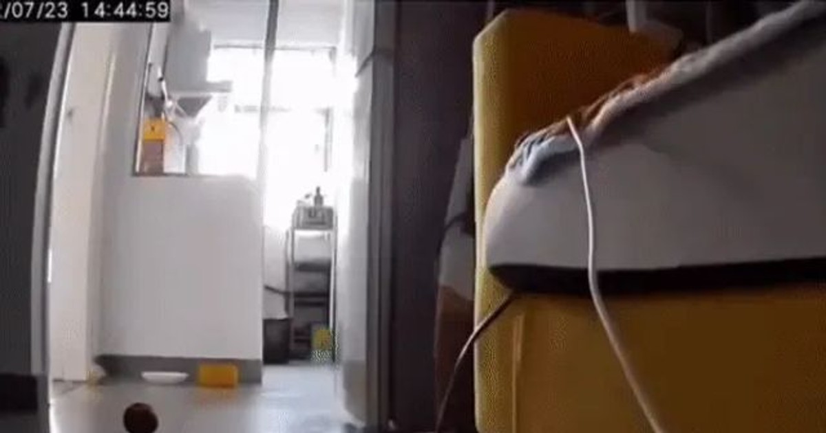 홈캠 보는데 댕댕이…