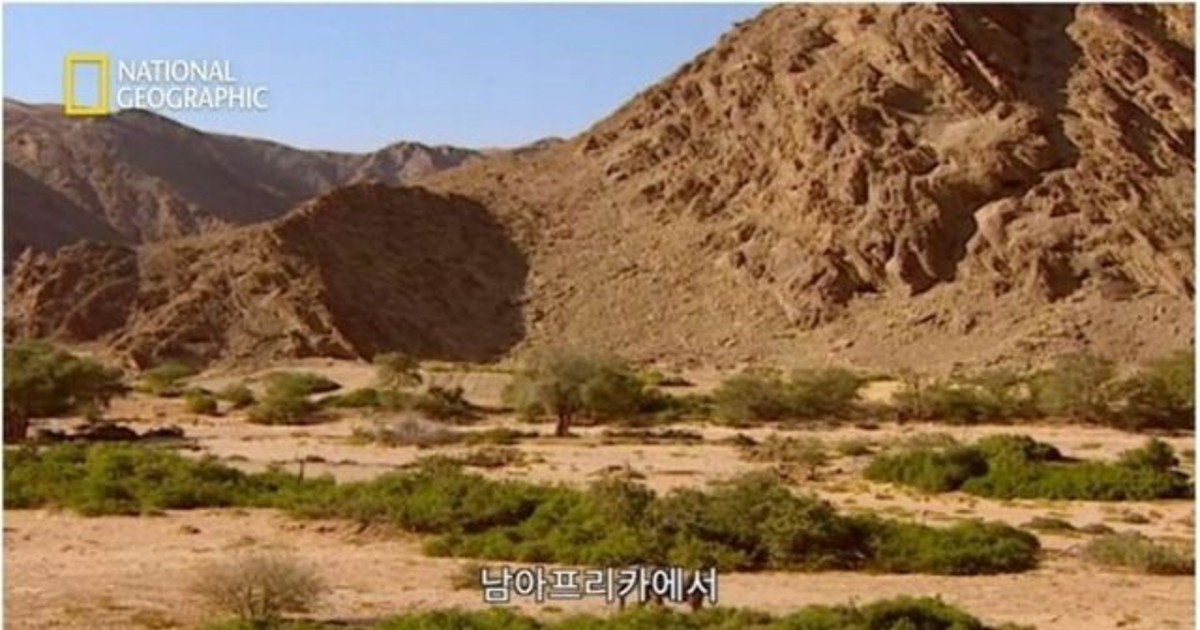 코끼리 VS 코뿔소…