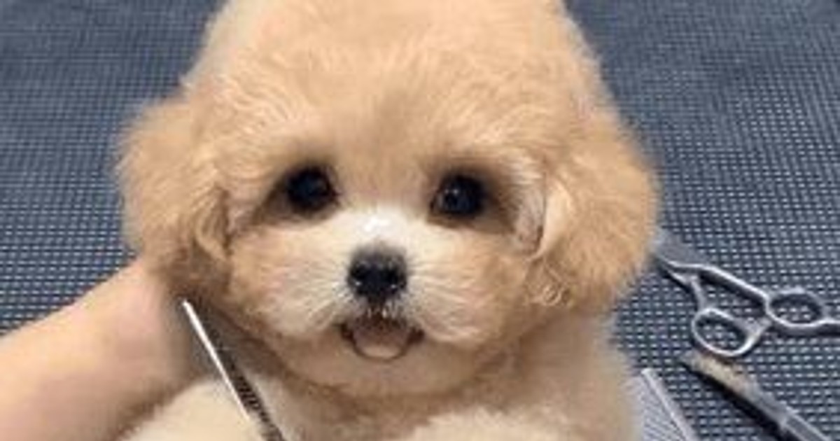 미용하는 멍뭉이 -…