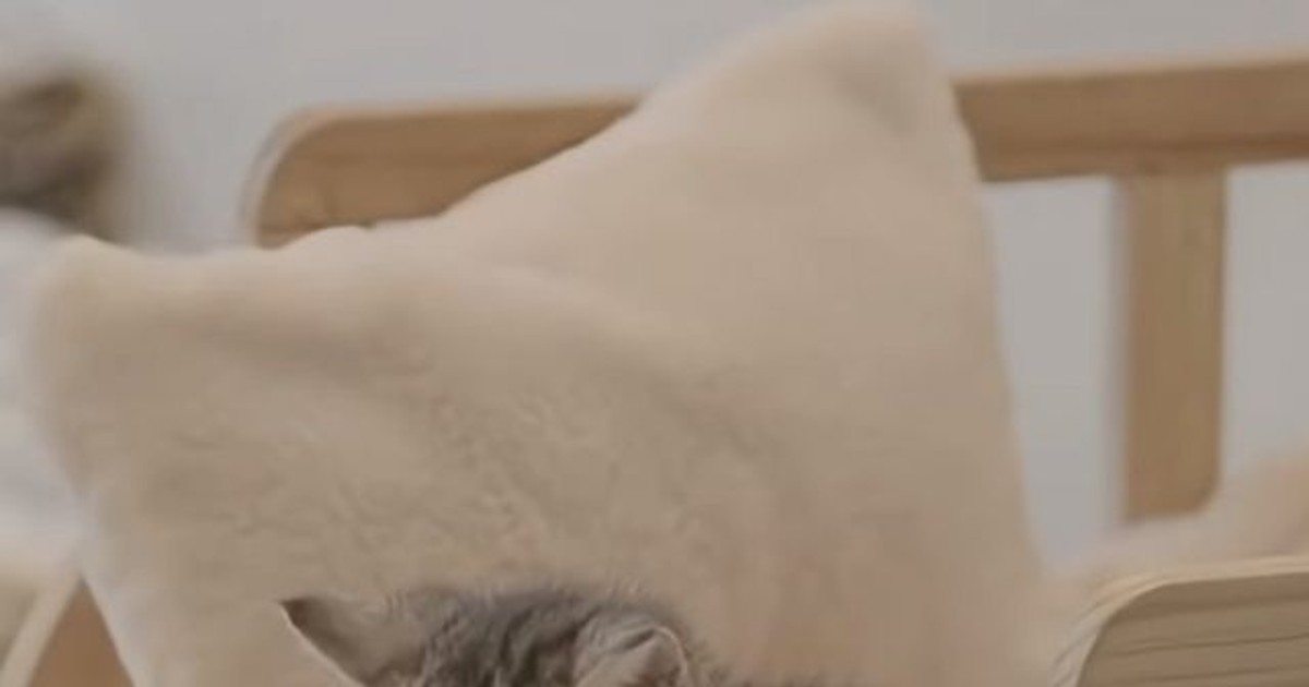 품종묘한테 빼앗긴 …