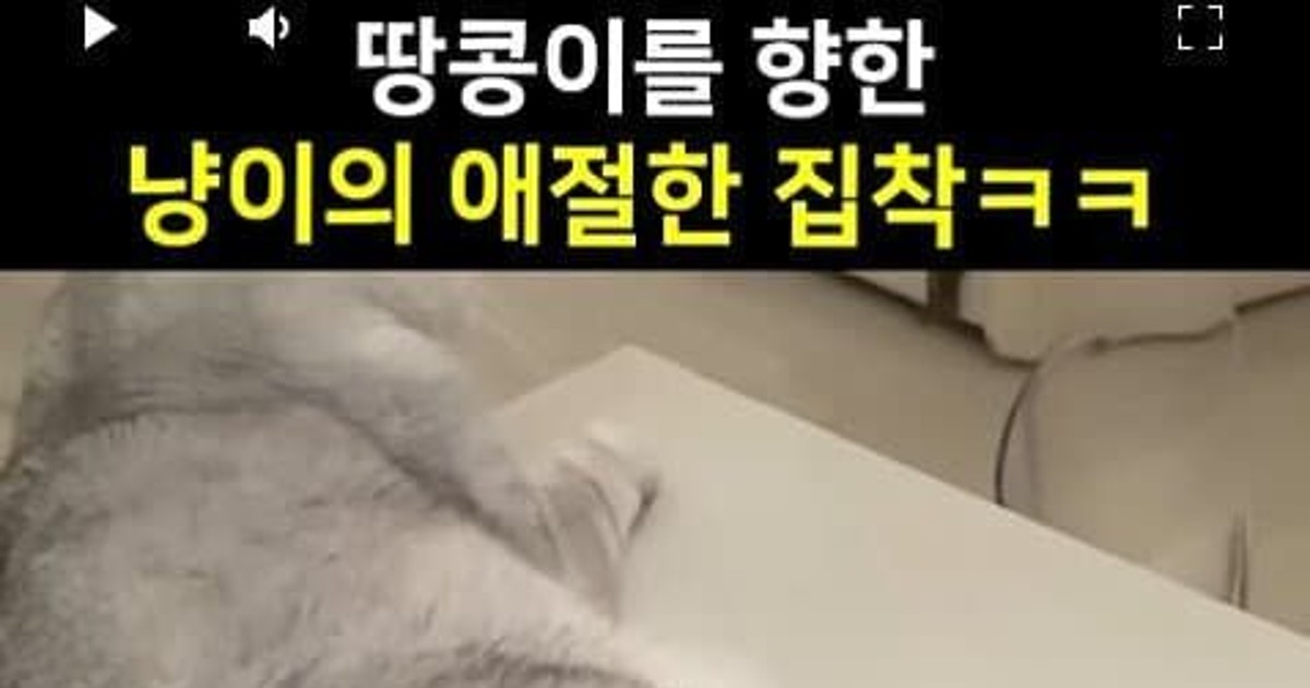 (스압) 고양이로 …