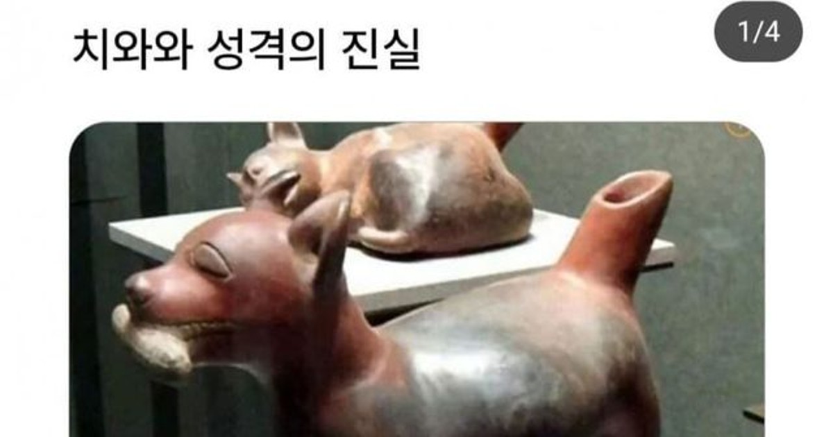 치와와 성격의 진실…