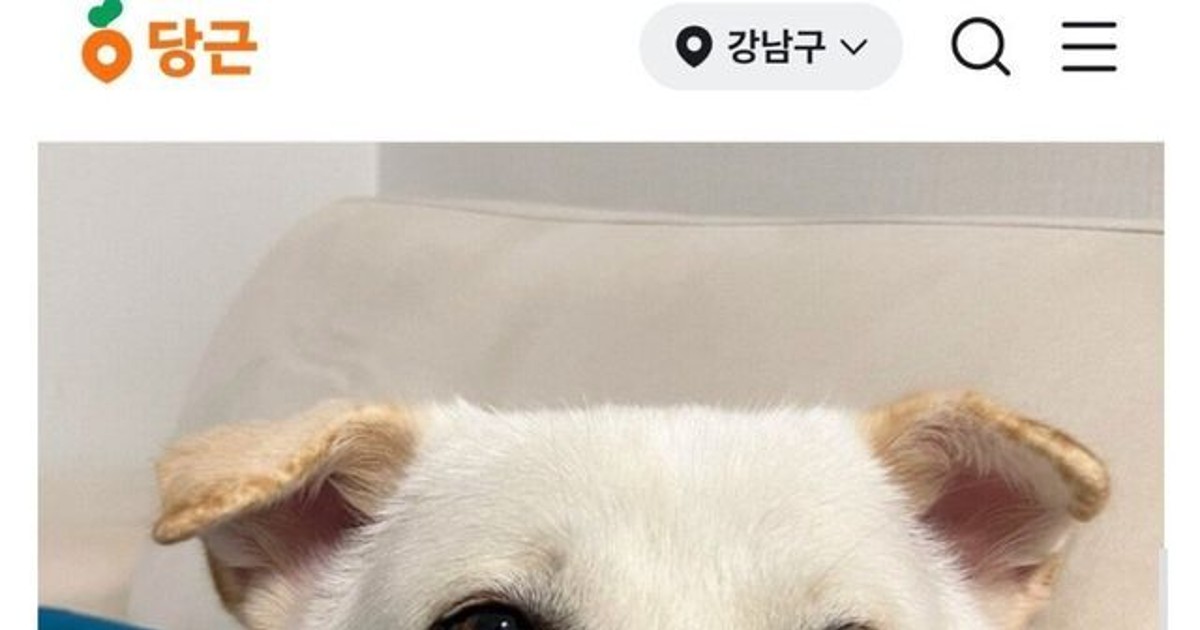 지원자 폭주했다는 강아지 산책 알바