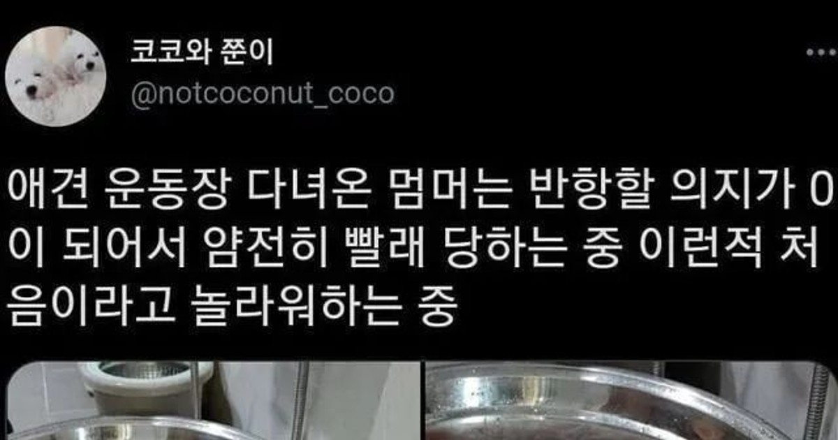 얌전히 빨래질 당하…