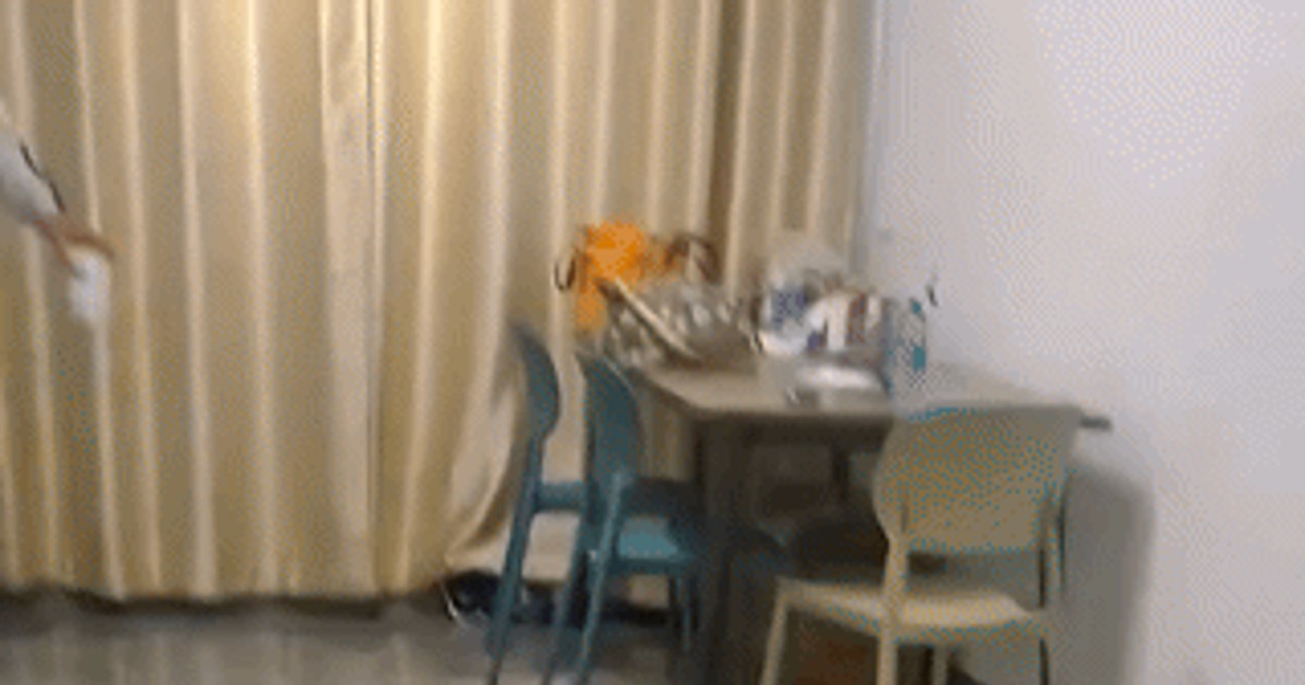 새끼고양이들 등판 …