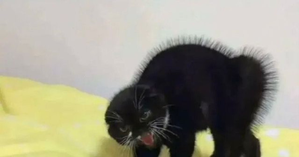 고양이 혈압 안재는 이유