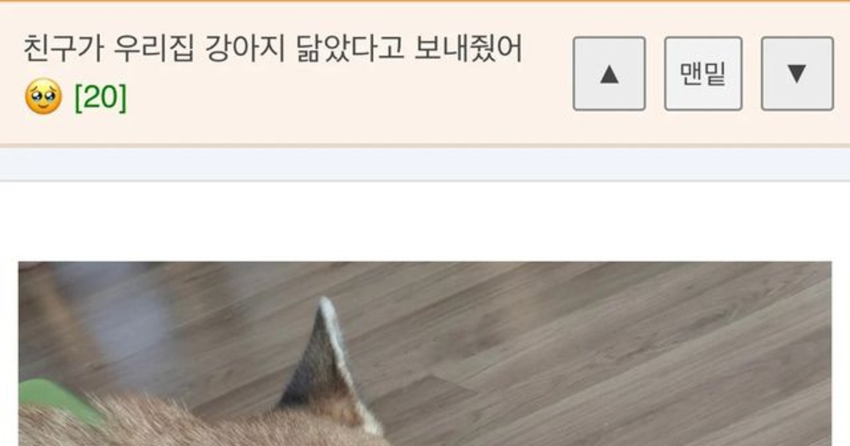 친구가 우리집 강아…