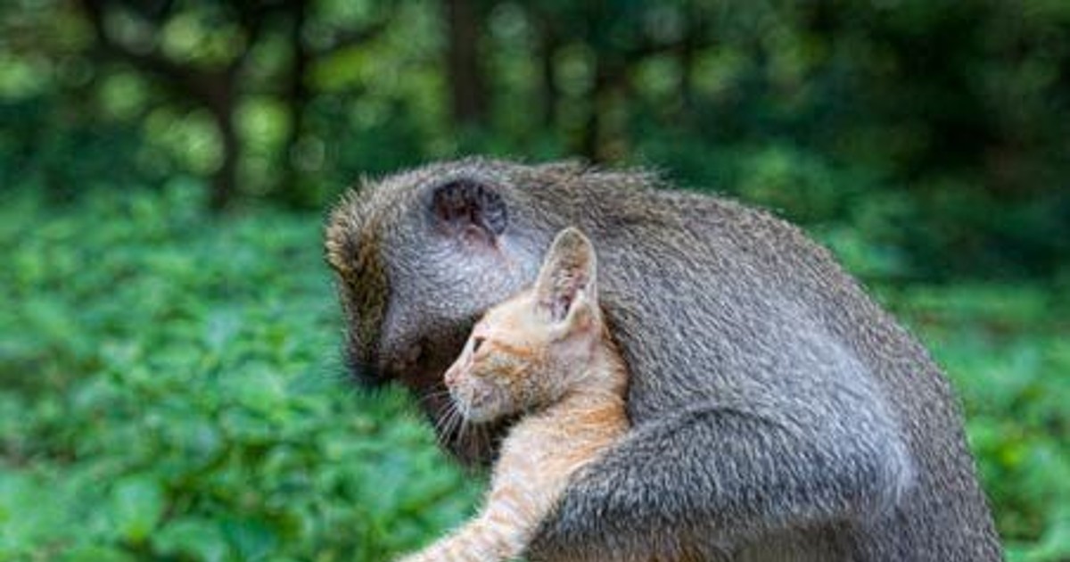원숭이 아저씨의 대…
