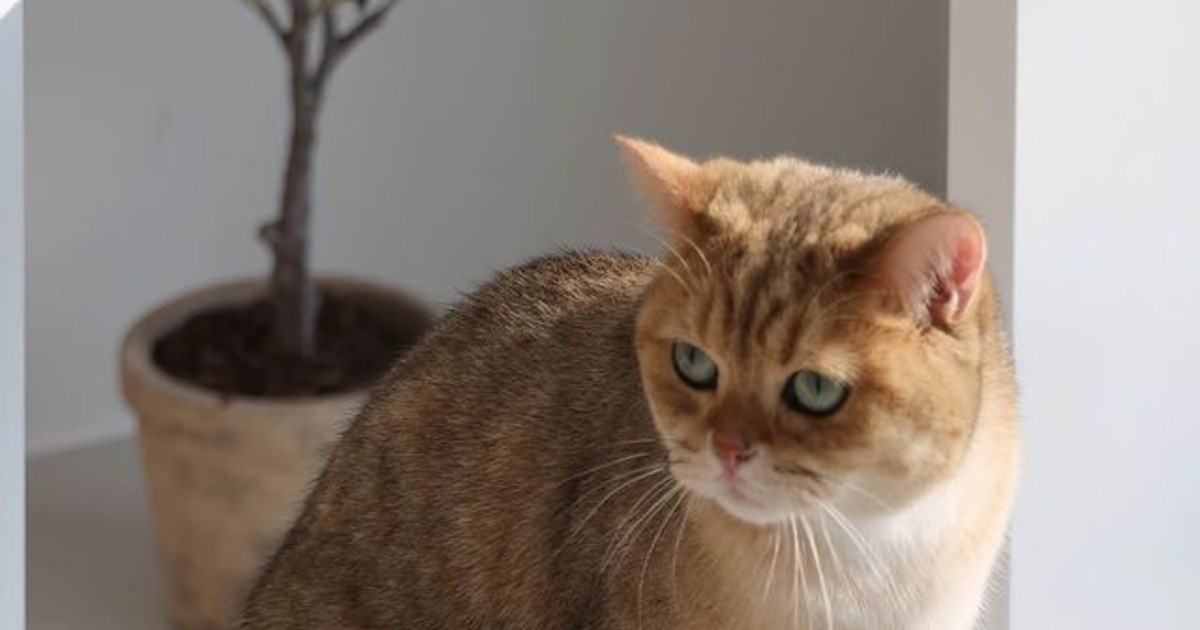 집사야 이 집 사줘…