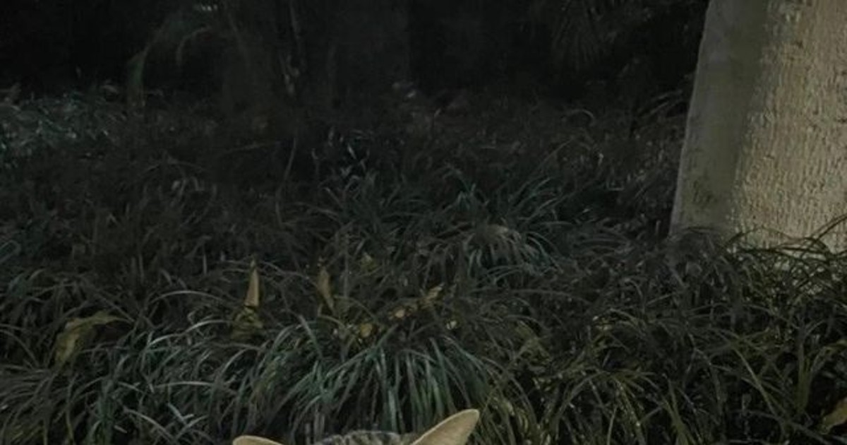 처음 보는 길고양인…