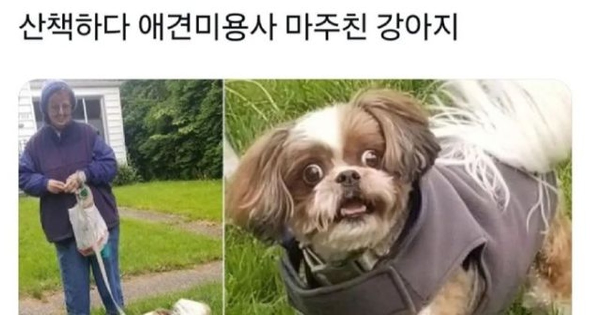 산책하다가 애견 미…