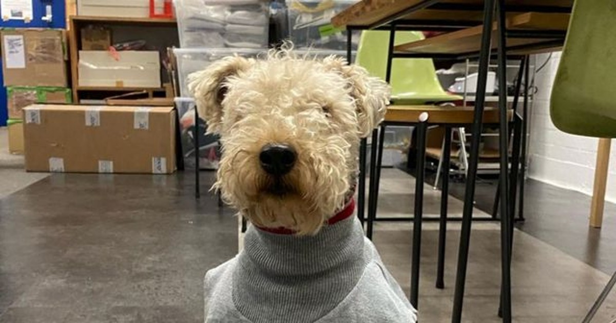 겨울 강아지 산책 회색 추리닝 말고 이렇게 입어보세요