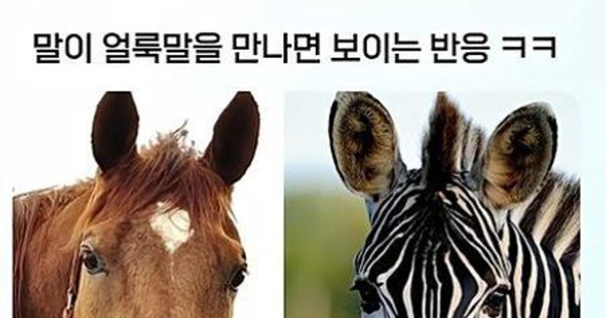 말이 태어나서 처음…