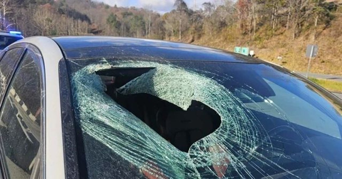 하늘에서 고양이가 …