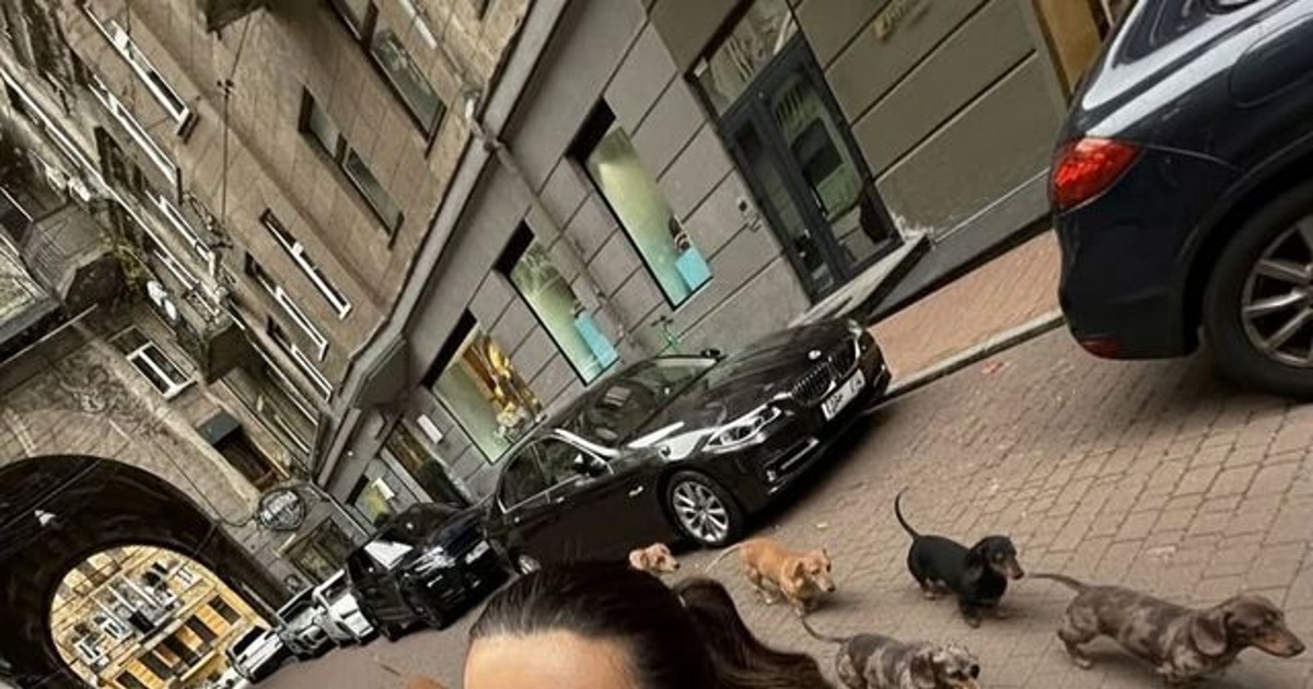 이 많은 강아지가 …