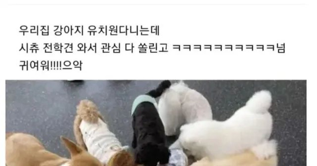 강아지 유치원의 전…