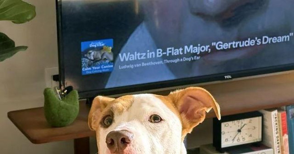 음악을 들려주면 동…