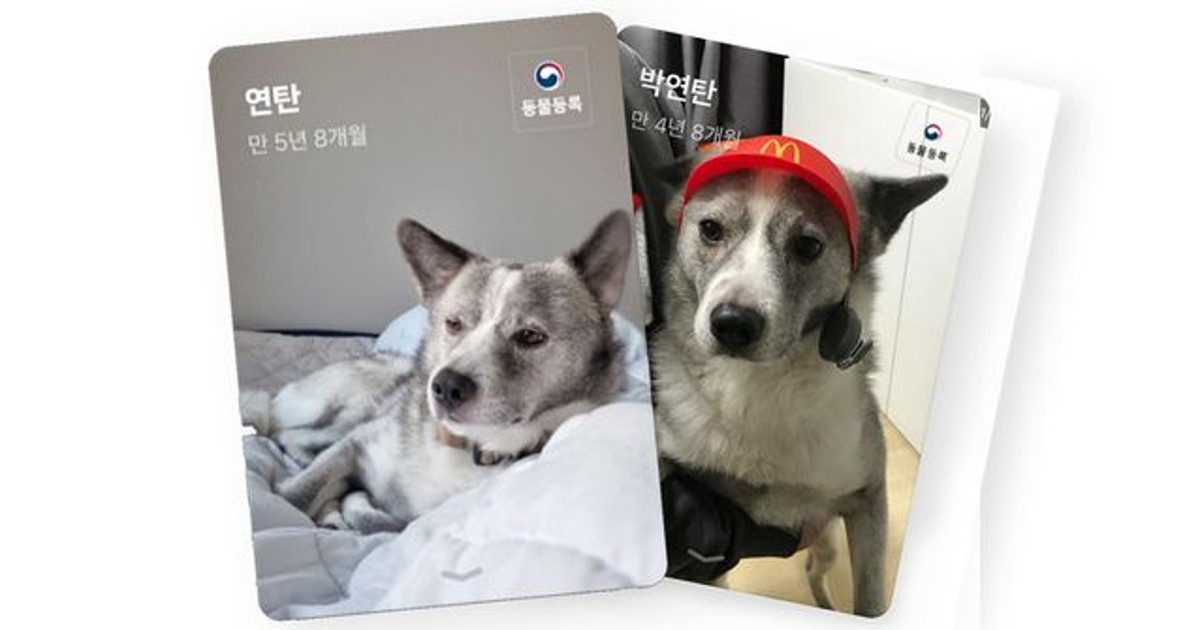 [위키뉴스] “우리집 댕댕이 민증 나