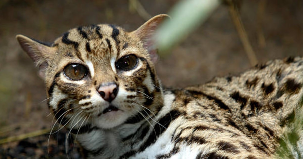 DNA가 밝힌 중국 고대 고양이, 집고양이 아닌 살쾡이