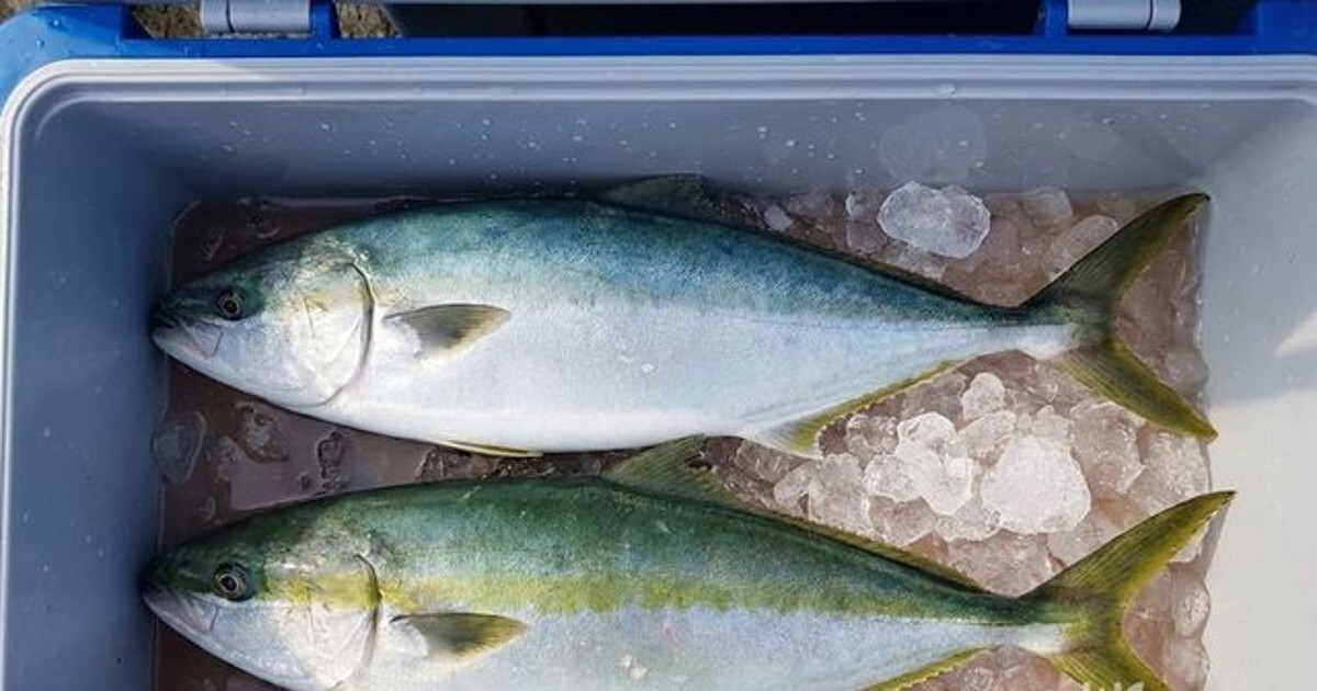 방어인 줄 알았는데… 식감부터 달라 한국인 대부분 헷갈린다는 '뜻밖의 생선'