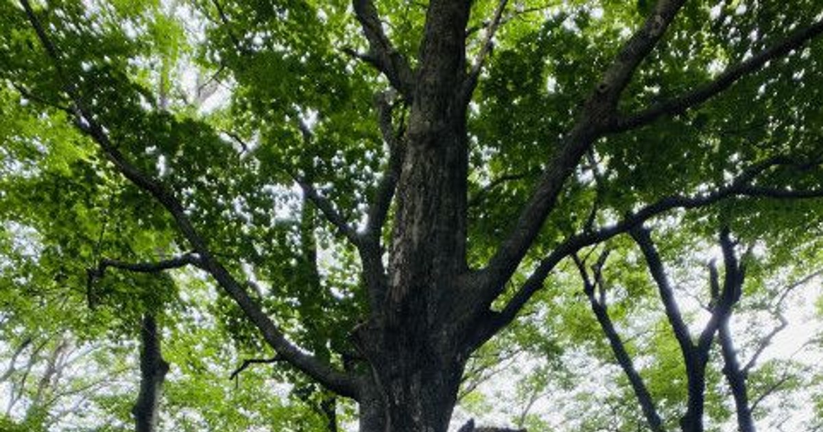 동양의 갈라파고스 울릉도의 숨겨진 비밀