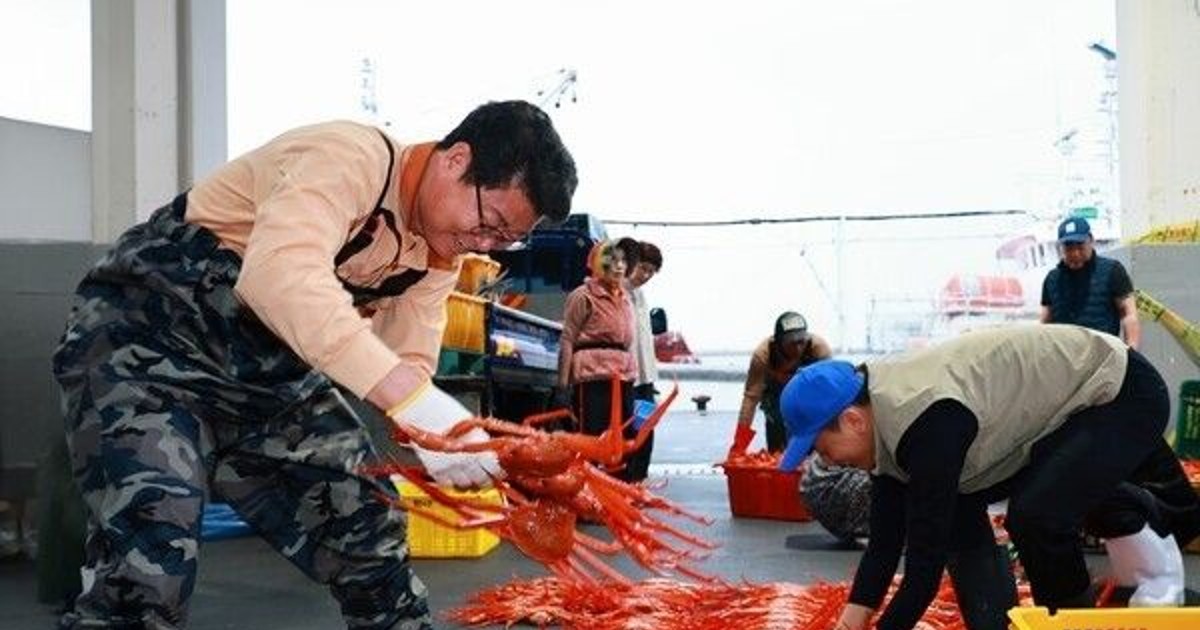 울진군수 새벽 위판장 난입, 그곳에서 벌어진 일