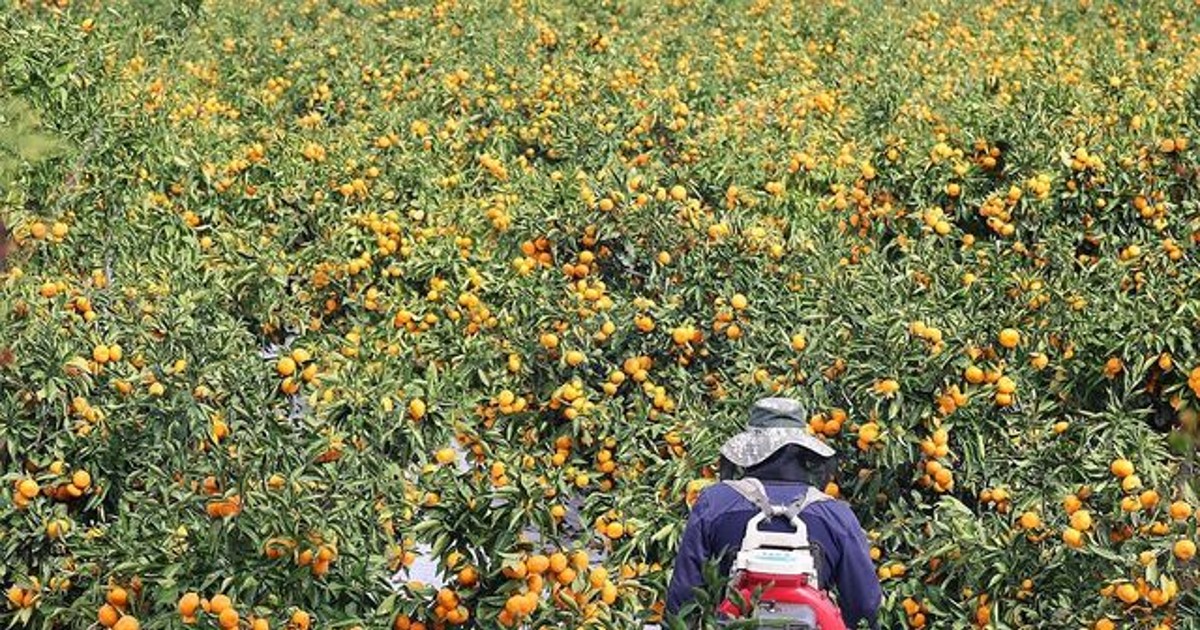 제주도 여행객들 비상? 지금 제주도 상황 실화냐