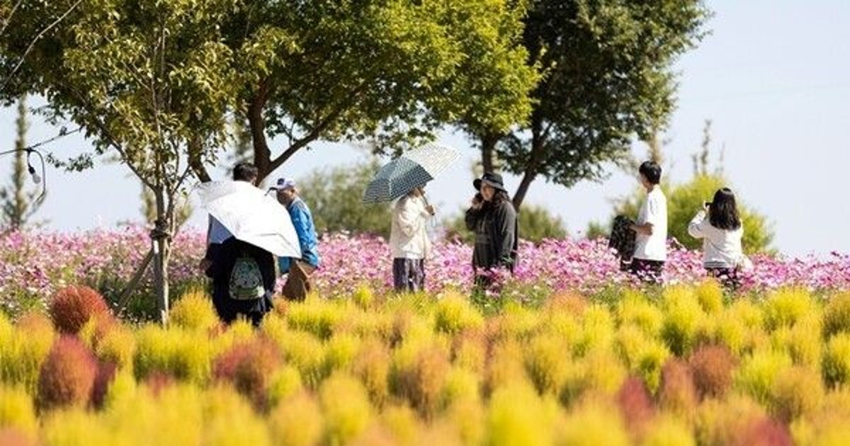 축제 끝났는데 54만 명이 다시 몰린 역대급 장소