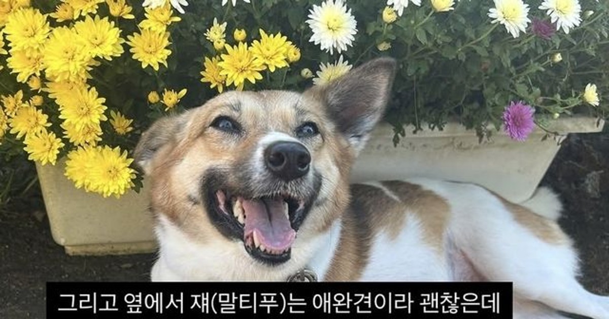 반려견 친화 관광지서 터진 막말, 대반전