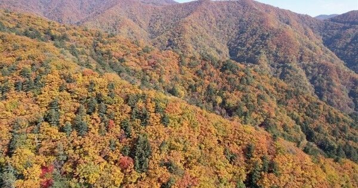 아파트 7층 높이 잣나무에서 벌어진 생존 사투, 그 끝은?